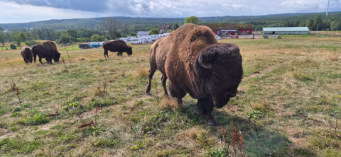 Bisonträffen 3