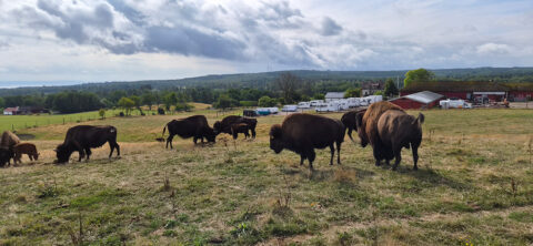 Bisonträffen 2
